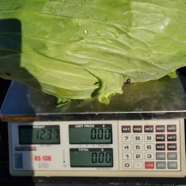 cabbage being weighed on scale in Rowan Cabarraus county